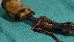 Fünf Jahre intensiver DNA-Forschung zeigen: Das winzige, nur 13 Zentimeter lange mumifizierte Skelett mit dem bizarr langgezogenen Schädel und den übergroßen Augenhöhlen ist eindeutig das eines weiblichen Menschen. Foto: dpa