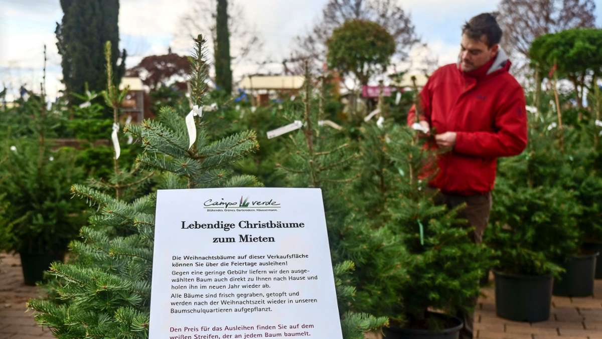 Nachhaltiges Weihnachten: Zum  Fest einen Baum mieten