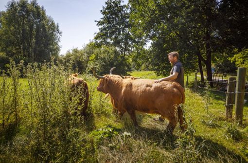 Björn Thoröe schaut so gut wie täglich nach den vier Rindern in der Talaue. Dabei beantwortet er jedes Mal etliche Fragen. Foto: Gottfried Stoppel