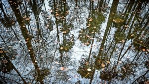 Was verbirgt sich im Wasser? Seen, Teiche und Bäche in abgelegenen Wäldern lehren Menschen schnell das Gruseln. Foto: Gottfried Stoppel