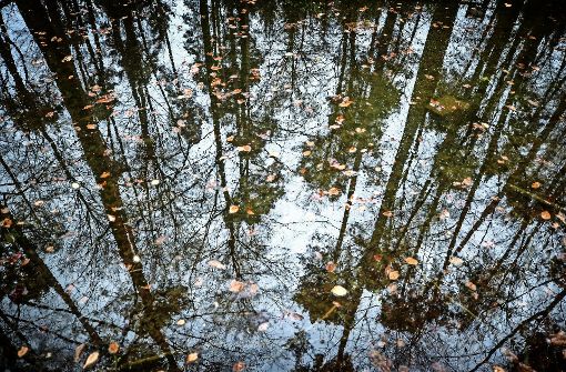 Was verbirgt sich im Wasser? Seen, Teiche und Bäche in abgelegenen Wäldern lehren Menschen schnell das Gruseln. Foto: Gottfried Stoppel