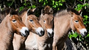Die Przewalski-Pferde im Tierpark Berlin. Die Tiere sind nach ihrem Entdecker, dem russischen Forscher Nikolaj Przewalski, benannt. Foto: Jens Kalaene/dpa