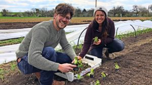 Markus und Andrea Wagner stecken Salat-Setzlinge. Die beiden haben im  Gärtnern ihre  große Leidenschaft entdeckt. Foto: Julia Spors
