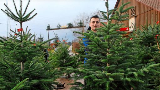Ruben Eberhardt hilft beim Weihnachtsbaumverkauf auf dem Berghof in Deizisau. Foto: / Stotz
