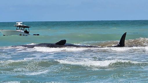 Der Wal ist vor Venice in Florida auf einer Sandbank gestrandet. Foto: Uncredited/City of Venice Florida/AP