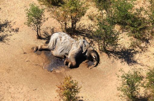 Ein toter Elefant liegt in einem Gebüsch. Die Behörden in Botsuana haben Bakterien als Ursache für ein Massensterben von Elefanten festgestellt. Foto: Uncredited/hons/AP/dpa