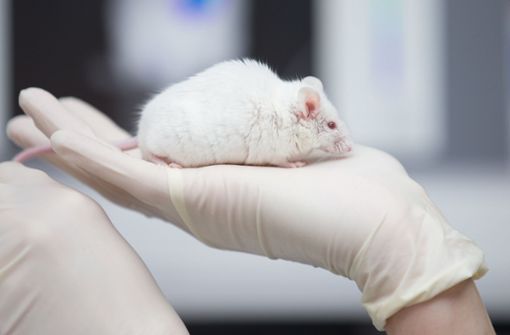 Mehr als 80 Prozent der gut zwei Millionen Versuchstiere, die in Deutschland 2018 verwendet wurden, waren Ratten oder Mäuse (Symbolbild). Foto: dpa/Friso Gentsch