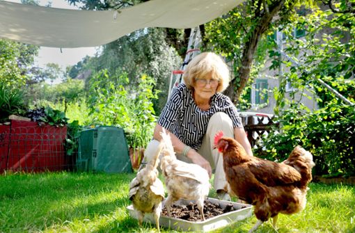 Die Lieblingsbeschäftigung der Hühner: nach Futter suchen Foto: Lichtgut/Max Kovalenko