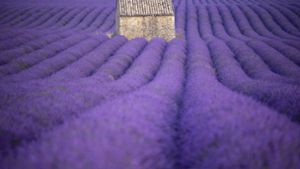 Lavendel blüht auf einem Feld im Département Alpes-De-Haute-Provence im Süden Frankreichs. Foto: AFP/dpa/Christophe Simon