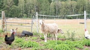 19 Hühner, ein Hahn und mindestens zwei Schafe fielen den Tierquälern zum Opfer. (Symbolbild) Foto: imago images/Chris Emil Janßen