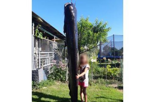 Die Tochter des Anglers ist nur halb so groß wie der riesige Wels. Foto: dpa