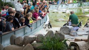Im Zoo kann man Pflegerinnen und Pflegern  bei der Fütterung über die Schulter schauen –  hier bei den Brillenpinguinen. Foto: Lichtgut/Oliver Willikonsky