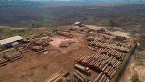 Weltweit sind im vergangenen Jahr einem Bericht zufolge rund 3,7 Millionen Hektar tropischer Urwald zerstört worden (Archivbild). Foto: Andre Penner/AP/dpa