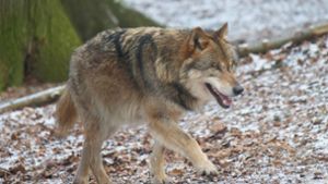 Im Fördergebiet Wolfsprävention Schwarzwald bei Forbach leben derzeit drei Wölfe. (Symbolbild) Foto: IMAGO/Martin Wagner/IMAGO/Martin Wagner