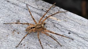 Ein neuer Gast in deutschen Wohnungen:  Das Foto zeigt eine – nicht sehr giftige – Nosferatu-Spinne auf einem Holzblock. Die Spinnenart wird in Baden-Württemberg immer häufiger gesichtet. Foto: Nabu/dpa/Robert Pfeifle