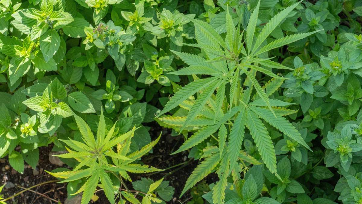 Cannabis Legalisierung 2023: Ab wann ist Gras legal in Deutschland?