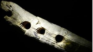 Mit diesem Werkzeug aus Mammutelfenbein stellten die frühen Bewohner der Schwäbischen Alb Schnüre und Seile her. Foto: Kevin Trimmer/Getty Images; Conard et al, Sci. Adv. 10, eadh5217 (2/24)