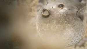 Dieser Kugelfisch im Clip „The Beauty“ besteht aus Plastikfolie. Weitere Bilder aus anderen Spots finden Sie in unserer Bildergalerie. Foto: Filmakademie Baden-Württemberg