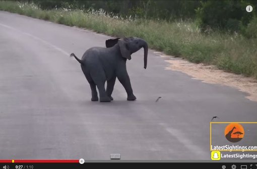Der kleine Elefant lebt im Krüger-Nationalpark. Foto: Screenshot Youtube/Kruger Sightings