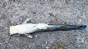 Einer der toten Froschwelse aus dem Neckar – wer hat die Tiere entsorgt? Foto: Decksmann