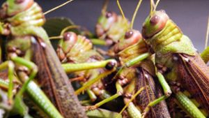 Gefräßige Insekten: Einer der bisher größten dokumentierten Schwärme Heuschrecken ließ sich im Jahr 1784 in Südafrika nieder. Damals bedeckten über 300 Milliarden Insekten schätzungsweise 3000 Quadratkilometer Land. Foto: picture-alliance/dpa