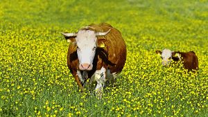 Glückliche Tiere: bei den Biobauern im Land leben die Kühe auf der Weide und auch im Stall artgerecht. Foto: blickwinkel