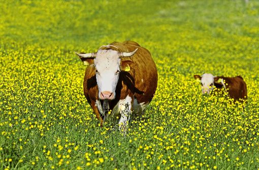 Glückliche Tiere: bei den Biobauern im Land leben die Kühe auf der Weide und auch im Stall artgerecht. Foto: blickwinkel