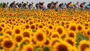 Die Tour de France wird 2015 wieder in der ARD übertragen Foto: ANP