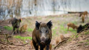 Wildschweine sind die hauptsächlichen Träger und Überträger des Virus, der die Afrikanische Schweinepest auslöst. Foto: dpa
