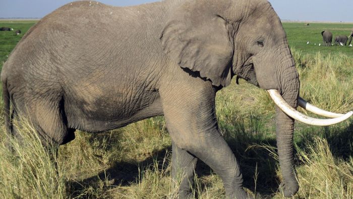 Elefant tötet Wilderer im Krüger-Nationalpark