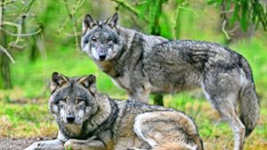 In Baden-Württemberg sind als  standorttreue Wölfe bisher nur  ein kleines Rudel mit Welpe und zwei Einzeltiere im Schwarzwald nachgewiesen. Foto: dpa/Patrick Pleul