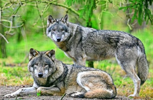 In Baden-Württemberg sind als  standorttreue Wölfe bisher nur  ein kleines Rudel mit Welpe und zwei Einzeltiere im Schwarzwald nachgewiesen. Foto: dpa/Patrick Pleul