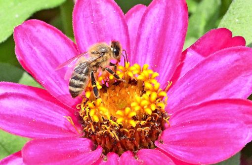 Seit Jahren beobachten Wissenschaftler, dass es immer weniger Bienen gibt. Foto: Hintermayr