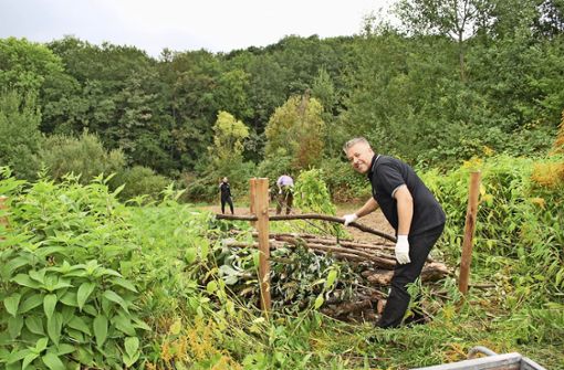 Daimler-Mitarbeiter Guido Hertneck beim Bau einer Totholzhecke. Sie bietet Tieren wie  Insekten, Igeln und Blindschleichen einen Rückzugsort. Foto: Sebastian Steegmüller