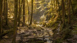 Die stimmungsvolle Landschaft  des Schwäbischen Waldes kann beim „Tag des Schwäbischen Waldes“ entdeckt werden Foto: FVG Schwäbischer Wald/Photographer: Stefan Bossow