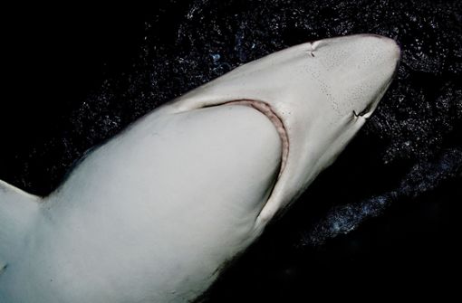 Blauhaie erreichen eine Körperlänge von bis zu 3,4 Meter. (Symbolbild) Foto: mauritius Images