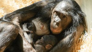 Bonobo-Mama Liboso hält ihren jüngsten Zögling beschützend im Arm. Foto: Wilhelma Stuttgart/Inga Dauter