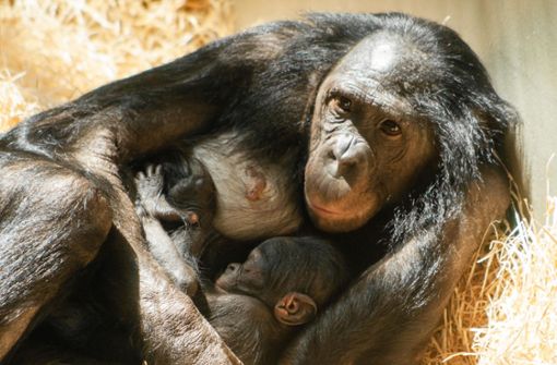 Bonobo-Mama Liboso hält ihren jüngsten Zögling beschützend im Arm. Foto: Wilhelma Stuttgart/Inga Dauter