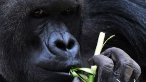 Gorilla-Weibchen suchen sich gezielt einen besonders kräftigen Beschützer aus. Und wenn der die Ansprüche nicht erfüllt, muss er damit rechnen, verlassen zu werden. Foto: dpa/Filip Singer