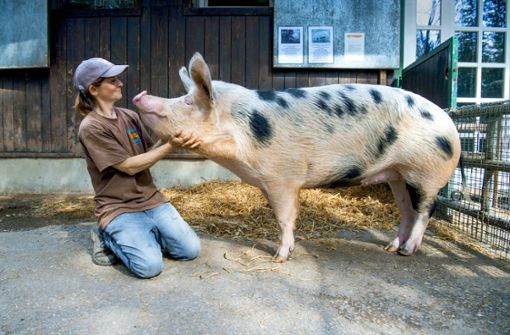 Carmen Weise schätzt an Schweinedame Frieda ihr  freundliches und wissbegieriges Wesen. Foto:  