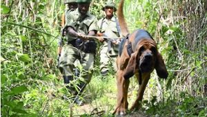 Im Kampf gegen Wilderer setzen Virunga-Ranger auch Hunde ein Foto: S. Reska
