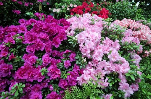 Der Frühling ist da und die Gartensaison hat begonnen. Tipps von einem Garten-Experten zur optimalen Bepflanzung.  Foto: dpa