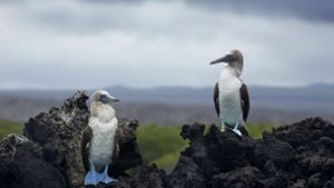 Zwei Blaufußtölpel auf den Galápagos-Inseln Foto: dpa