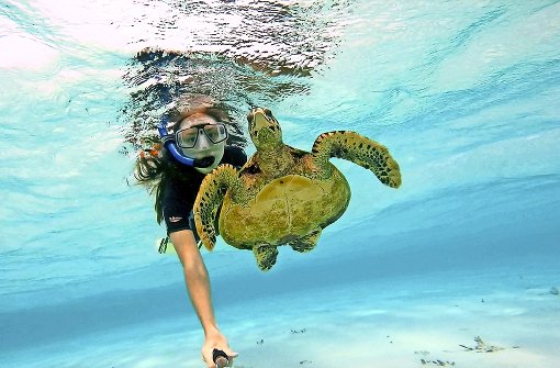 Unverhoffte Begleitung: beim Schnorcheln bekam Marlena Molitor Gesellschaft von einer Meeresschildkröte. Foto: privat