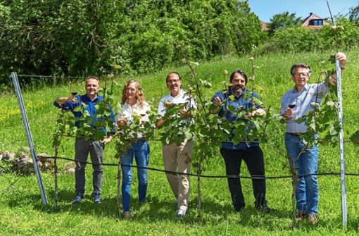 Unsere Weinkolumnisten (von links): Holger Gayer, Kathrin Haasis, Michael Weier und Harald Beck zusammen mit dem Önologen Dieter Blankenhorn Foto:  
