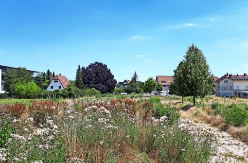 Auf dem Grundstück an der Fellbacher Straße soll ein neues Wohngebiet entstehen. Foto: Dirk Herrmann