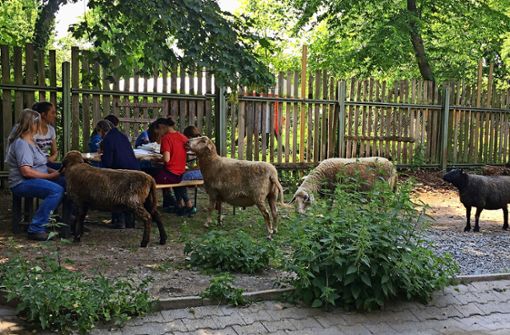 Auf der Jugendfarm Möhringen gibt es wieder pädagogische Angebote – aber nur für sehr kleine Gruppen. Foto: privat