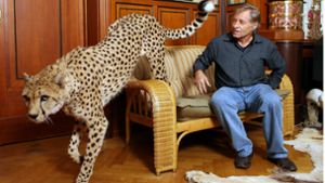 Oft liegen seine Geparden neben Hans-Peter Gaupp auf dem Sofa, während er im TV Fußball sieht. Foto: dpa/Bernd Weißbrod