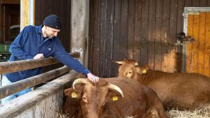 Florian Aufrecht, Leiter des Schulbauernhofs der Korntaler Brüdergemeinde, sieht beim Vieh  nach dem Rechten. Foto: /Jürgen Bach