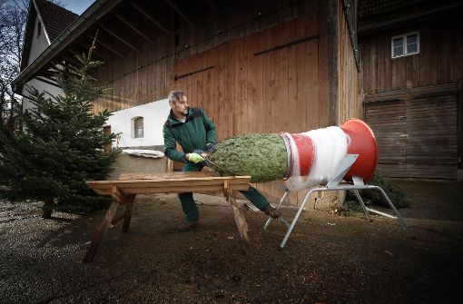 In den Wochen vor Weihnachten haben die Christbaumverkäufer viel zu tun. Foto: Gottfried Stoppel